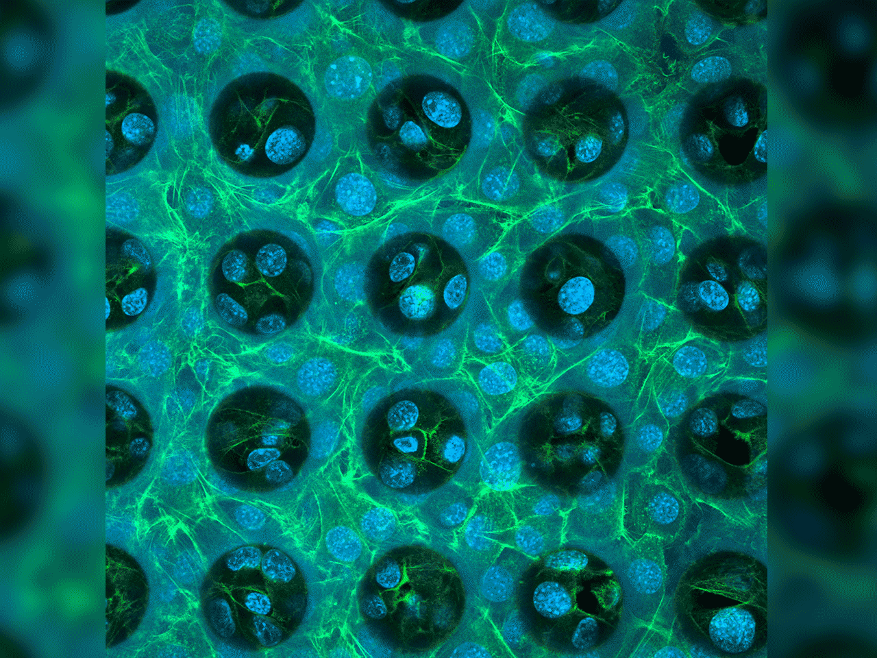 [视频] Nanoscribe Quantum X bio 世界上最精确的生物3D打印机