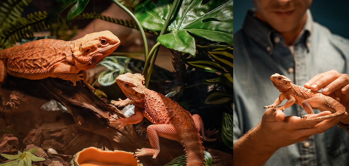 [视频] Anycubic Photon Mono M5s 10.1寸12K LCD 光固化打印机  像大师一样打印