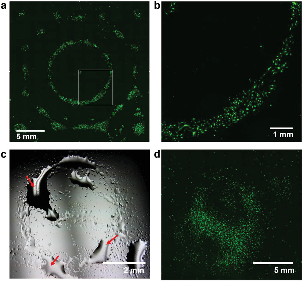 [视频] 声光刻技术 (Sonolithography) 成型原理介绍