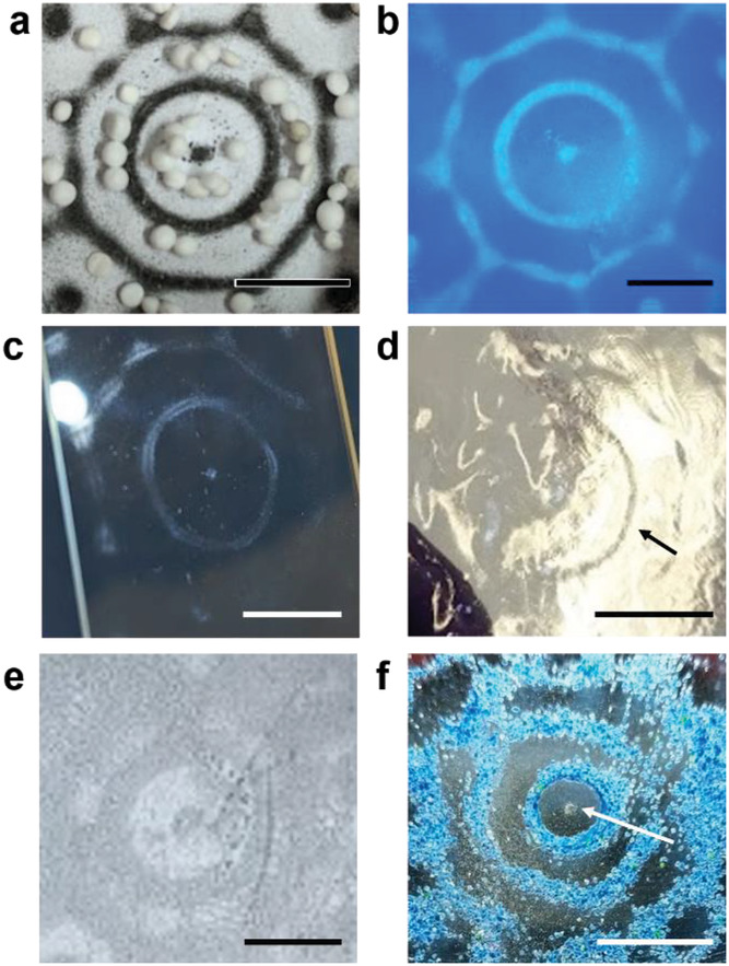 [视频] 声光刻技术 (Sonolithography) 成型原理介绍