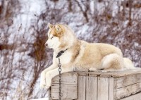 malamute是什么意思？malamute怎么读？malamute例句及用法