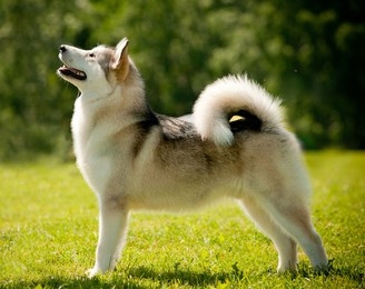malamute是什么意思？malamute怎么读？malamute例句及用法