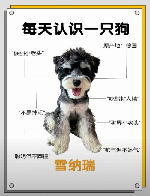画虎类犬的意思_画虎类犬的近义词|反义词_画虎类犬造句例句
