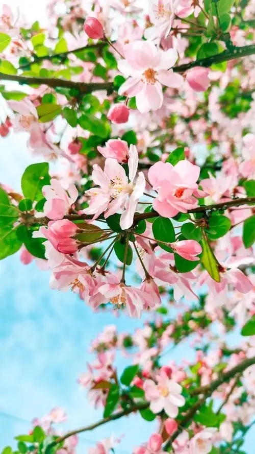 后来居上的意思_后来居上的近义词|反义词_后来居上造句例句